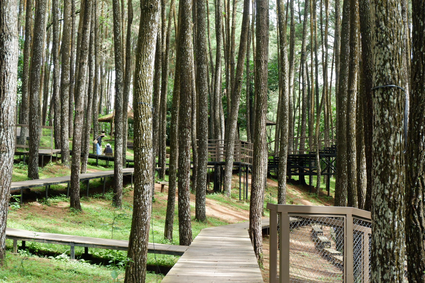 Hutan Pinus - Itinerary Jogja 1 Day
