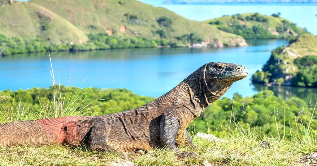 Taman Nasional Komodo: Eksplorasi Alam dan Komodo yang Unik