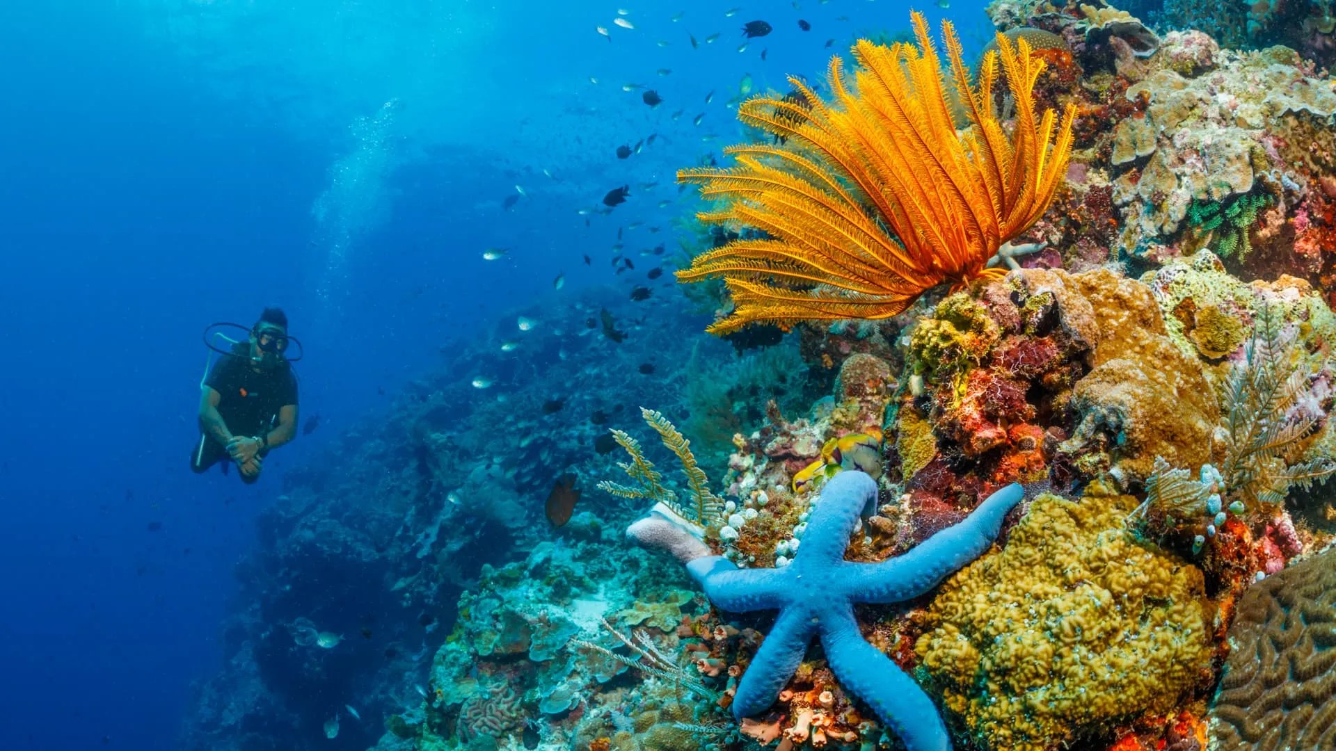 Bunaken gallery diving - Wisata Bunaken