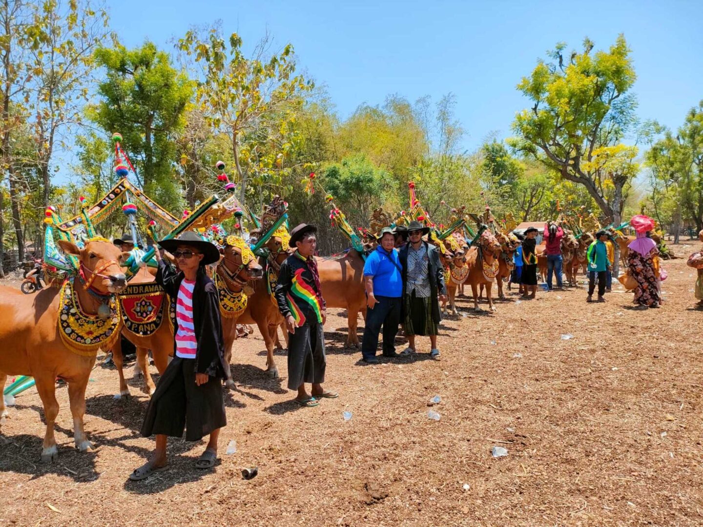 Karapan Sapi II - Karapan Sapi Madura