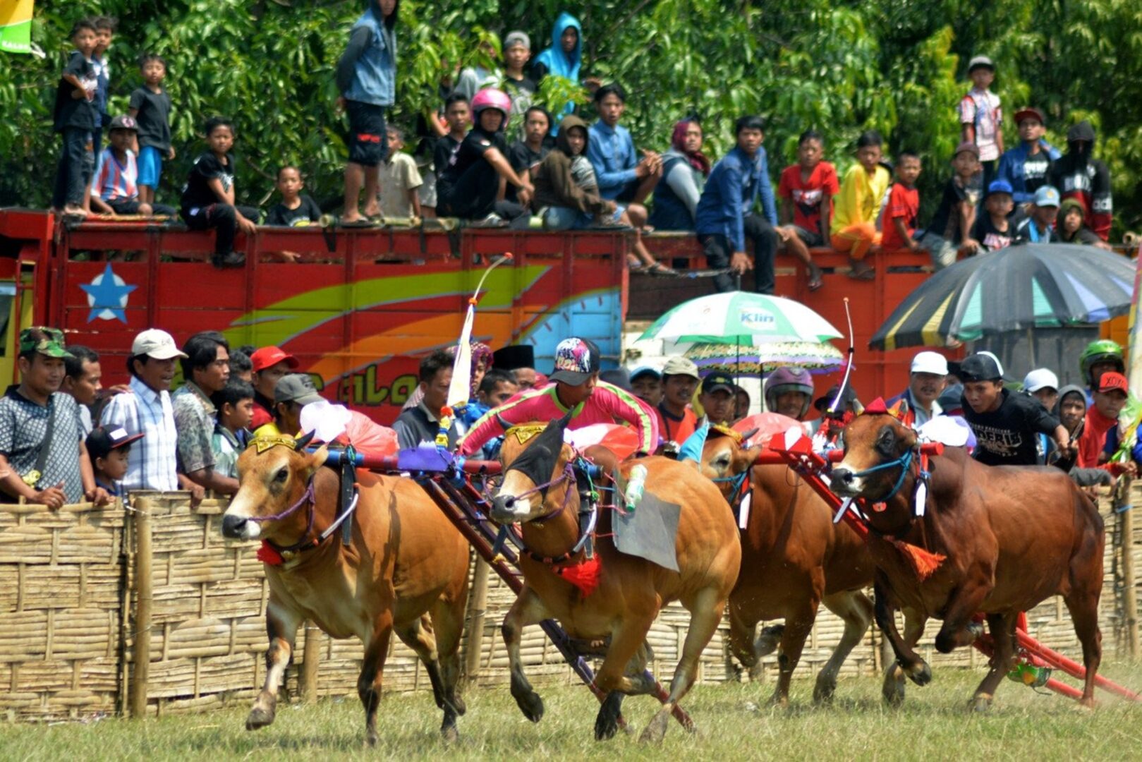 Karapan Sapi III - Karapan Sapi Madura