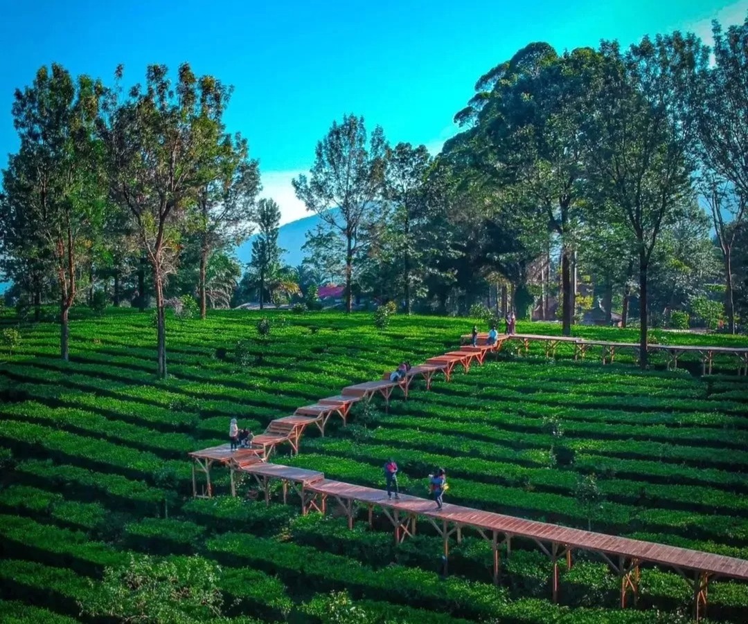 Wisata Puncak Bogor: Alam Indah, Kuliner Lezat, Tempat Keluarga