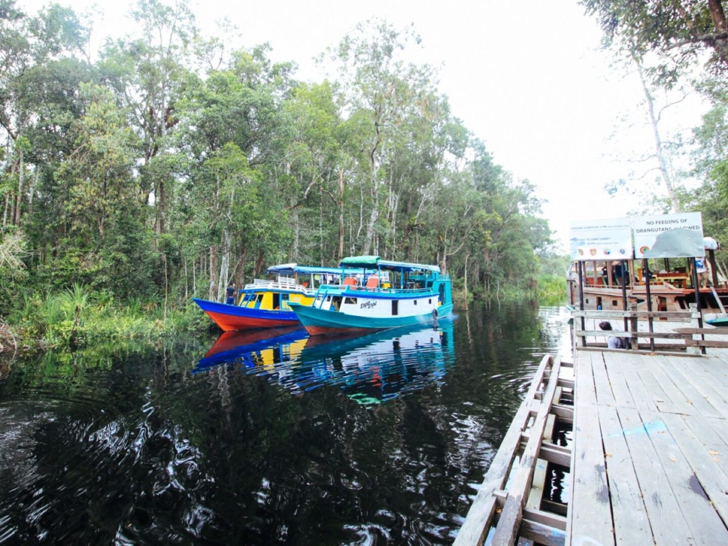 Taman Nasional Tanjung Puting - Wisata Kalimantan