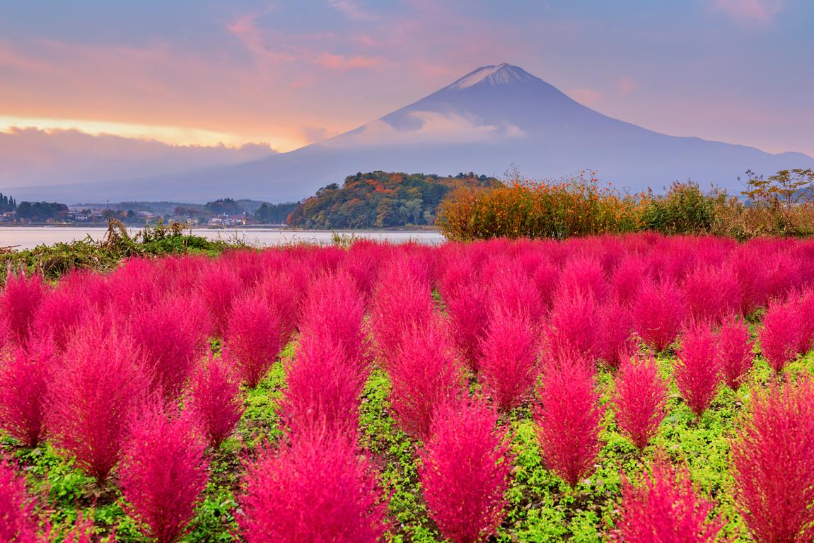 8D6N OHAYO JAPAN